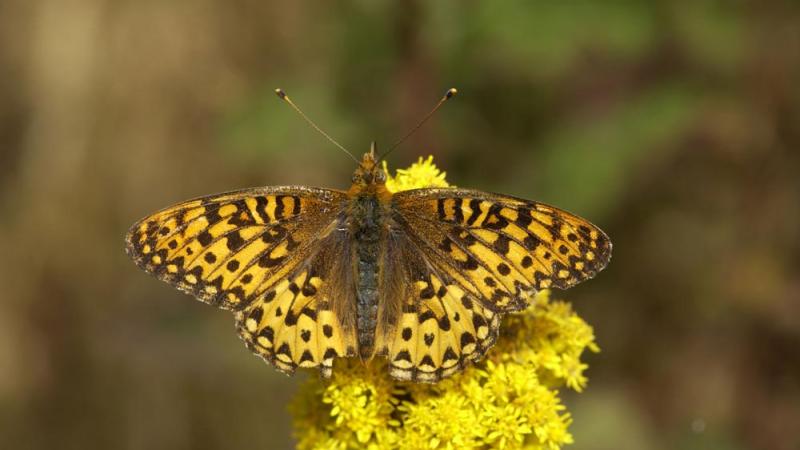 Oregon silverspot butterfly on flower