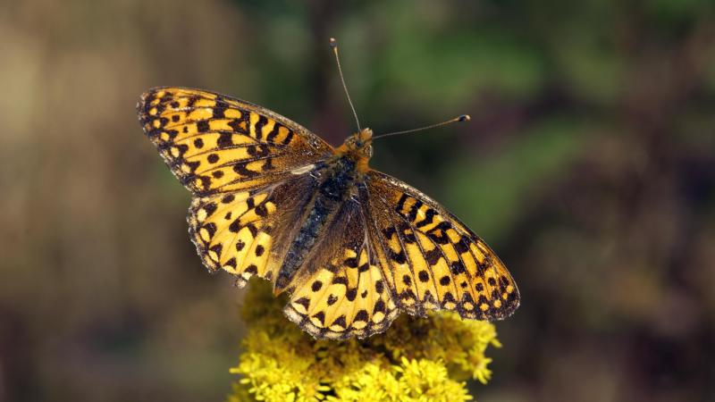 An Oregon Silver-Spot butterfly has landed on a yellow flower. Its wings and antennae are yellow-orange with black spots. 