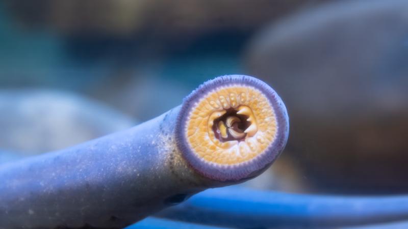 Pacific lamprey mouth suctioned to glass