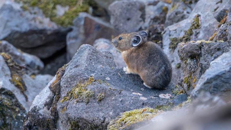 A pika rests on a rock.