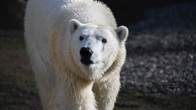 polar bear Nora walking