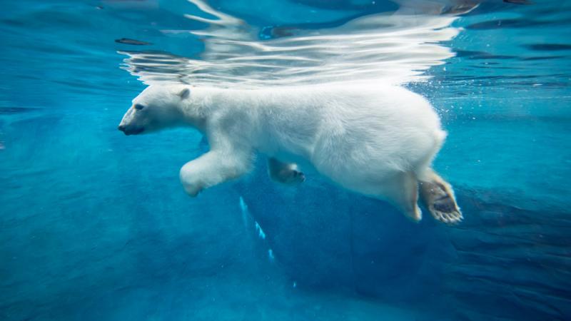 Polar bear Nora swimming in saltwater pool.