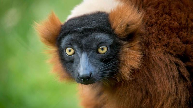 red-ruffed lemur face