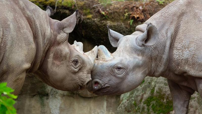 black rhino pair socializing