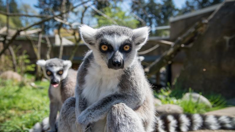 two ring-tailed lemurs