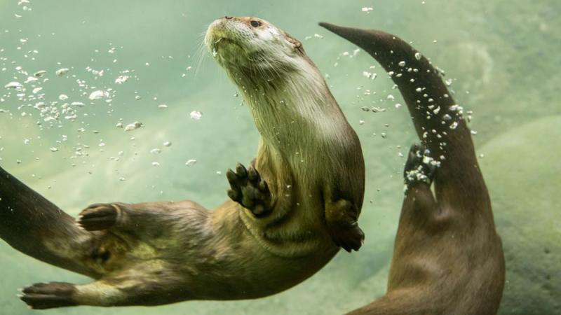 two river otters swimming