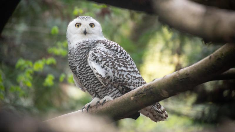 snowy owl perched on branch