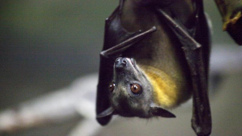 straw-colored fruit bat
