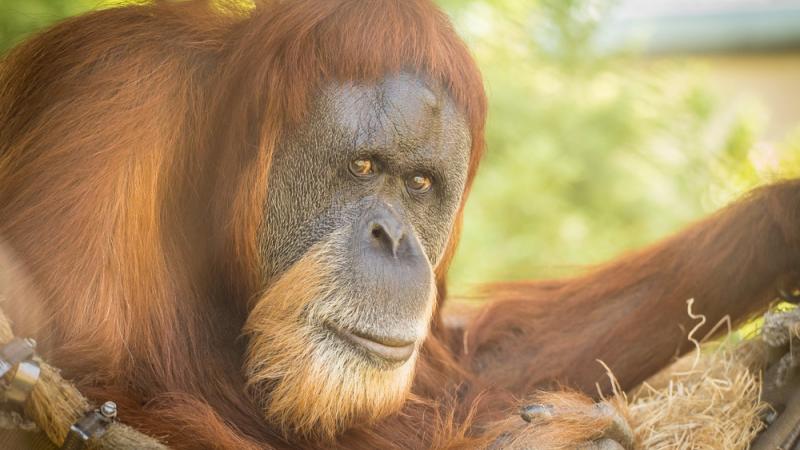 Sumatran orangutan Inji