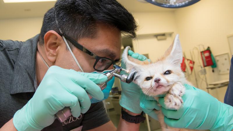 Veterinarian Dr. Carlos Sanchez examines a fennec fox's ear.