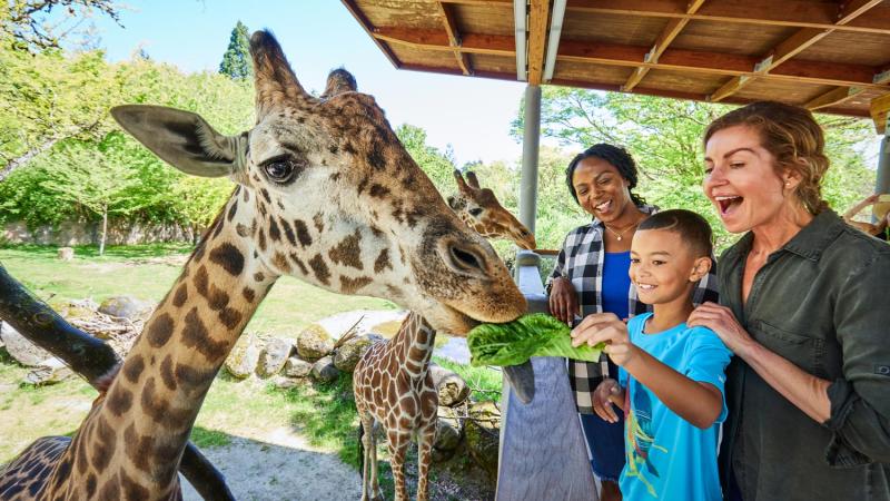 young boy with two mothers feeding giraffe