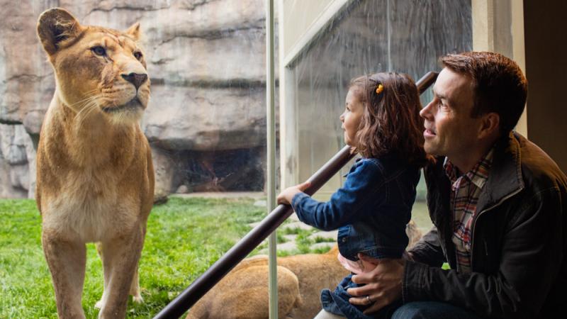 father and daughter viewing lioness
