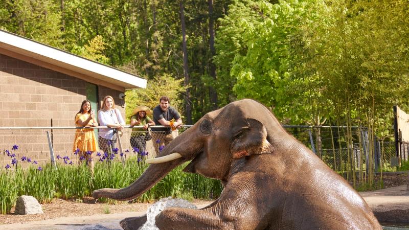 four young adults viewing elephant splashing in pool