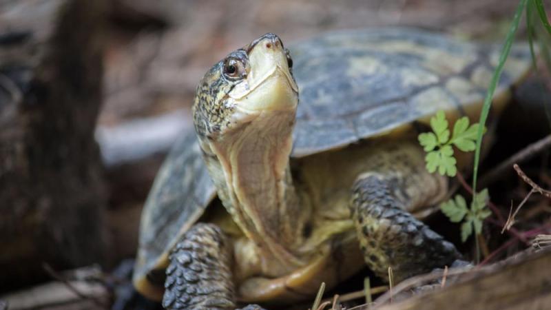 western pond turtle