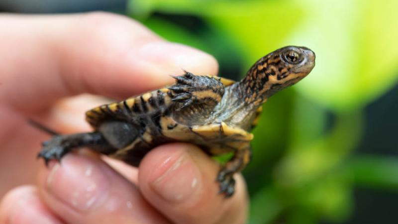 A Western pond turtle gentle held by a human.