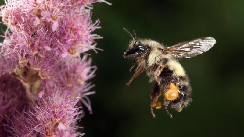 A bumblebee is approaching a pink flower.