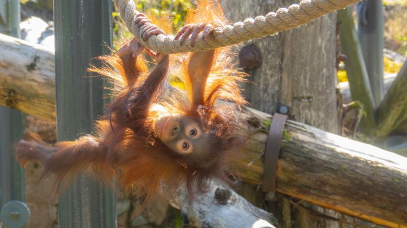 orangutan hanging upside down from rope