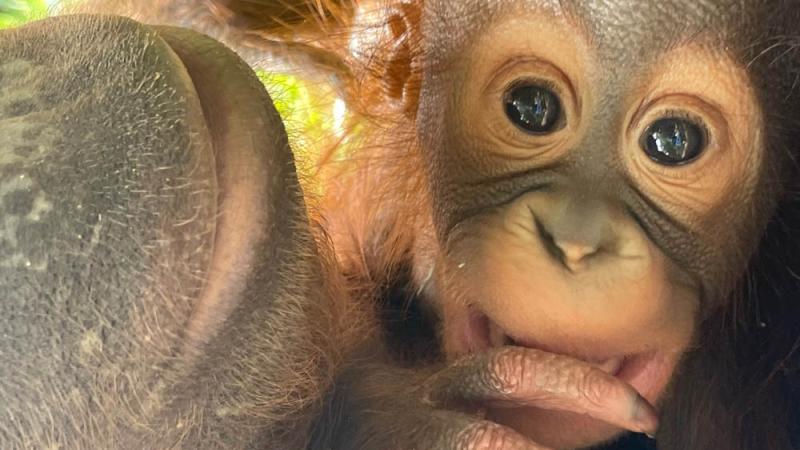 Orangutans Kitra and Jolen close-up