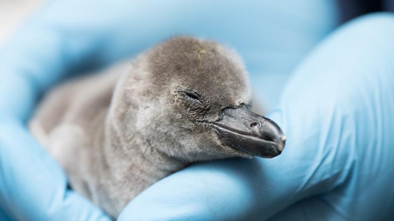 A Humboldt penguin chick cradled in hands wearing blue gloves.