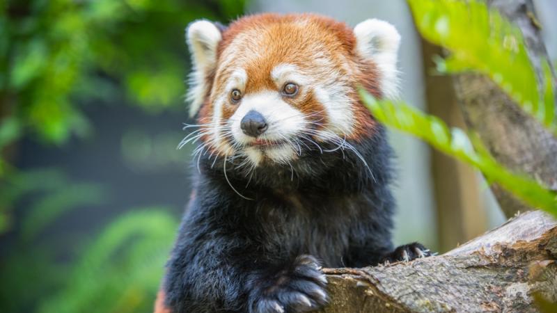 Red panda Moshu surrounded by greenery.