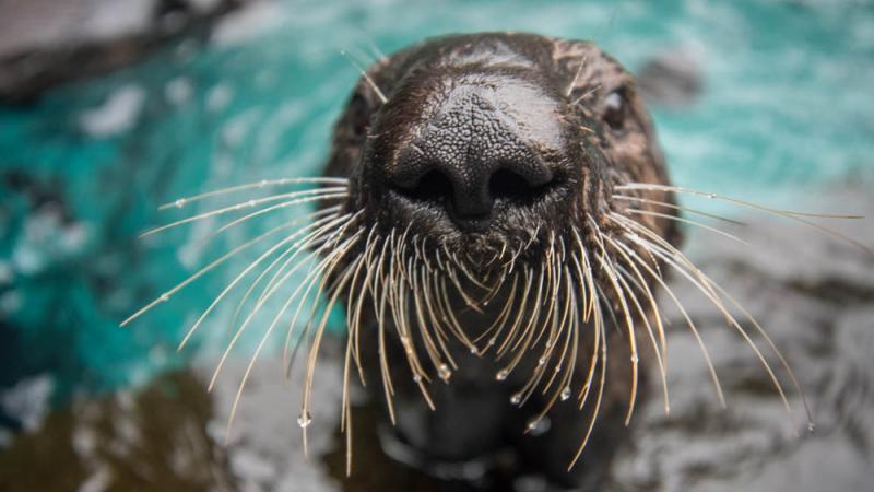 Sea otter Lincoln closeup of nose and whiskers