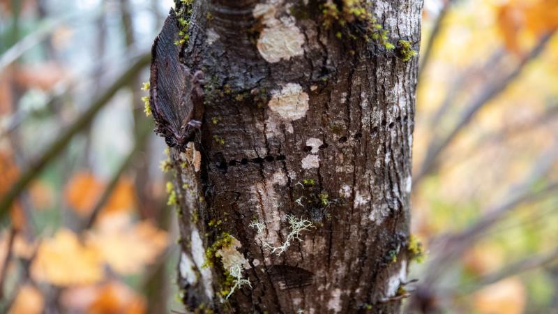 Close up image of the bark of a tree with white markings on it.