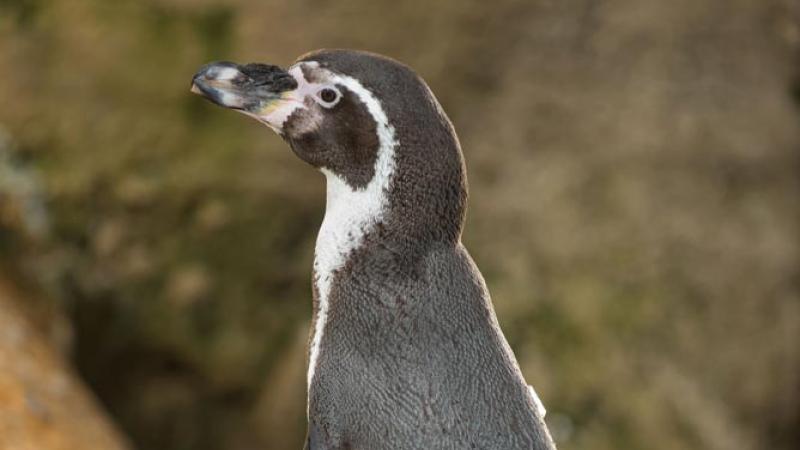 humboldt penguin