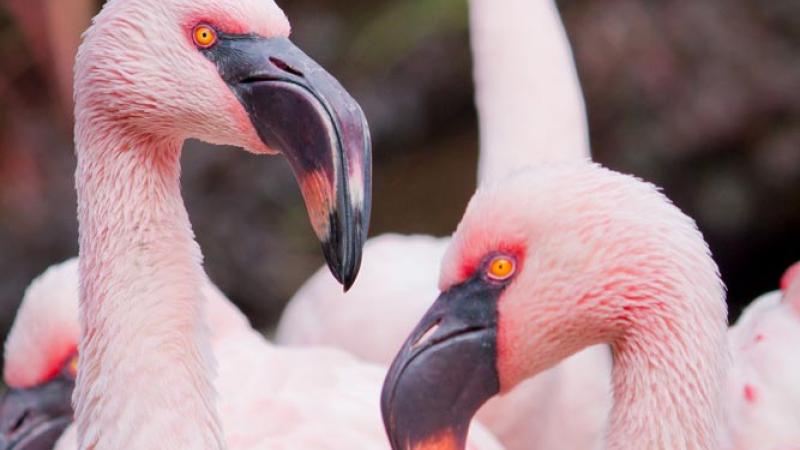 flock of lesser flamingos