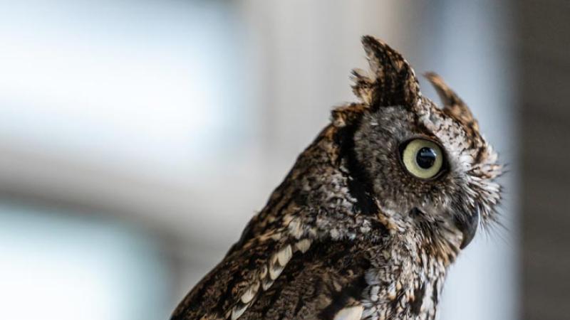 owl perched on hand during encounter