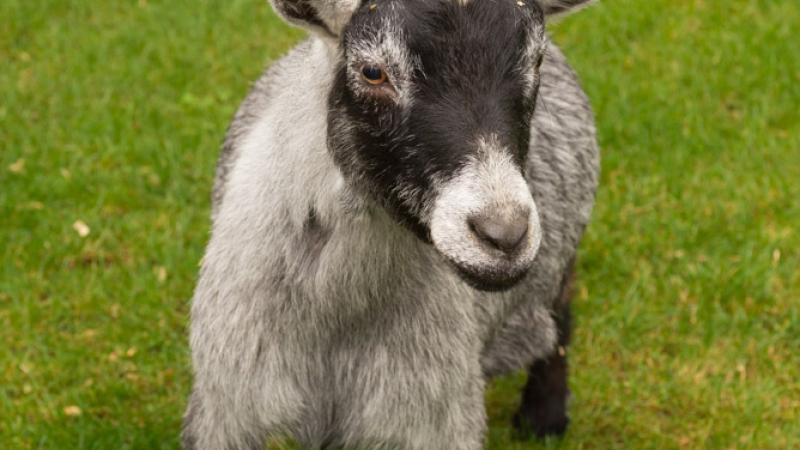 pygmy goat