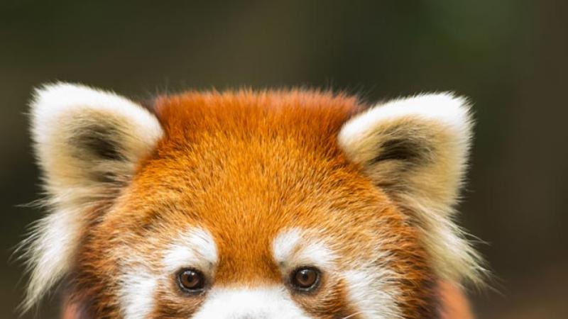 red panda face