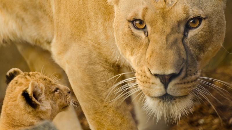 Neka the lion next to one of her cubs