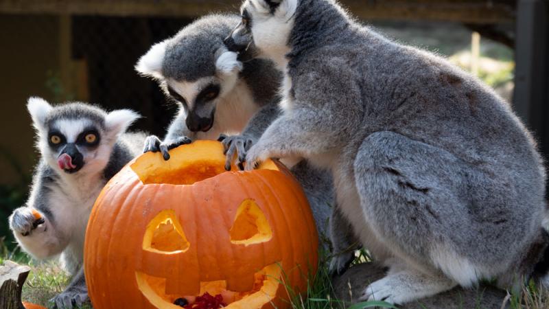 lemurs enjoying carved pumpkin treat