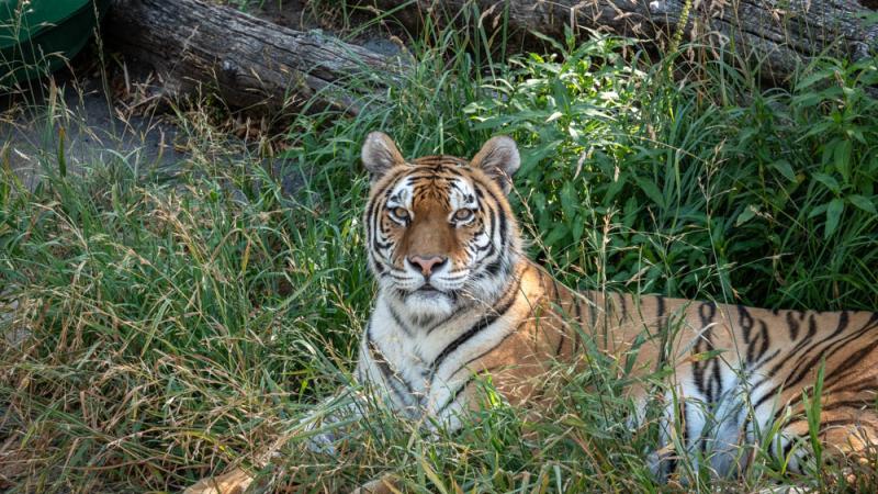 Bernadette tiger in the grass outside