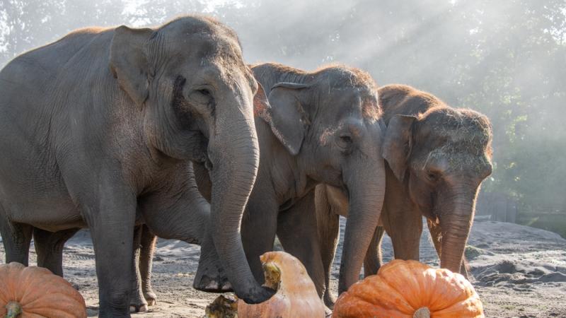 Three elephants stand before three giant pumpkins outside