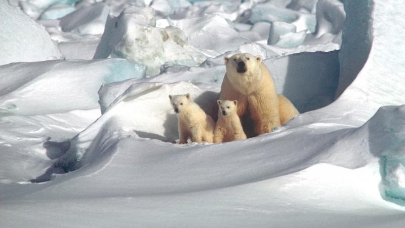 Polar bear mother and two cubs outside