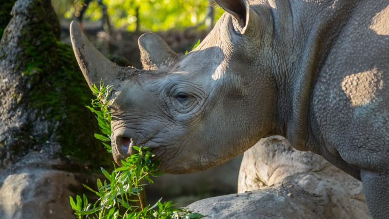 Jozi rhino eats green leaves outside 