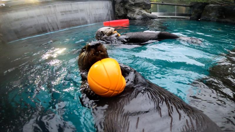 Two sea otters in a pool, one is holding a basketball