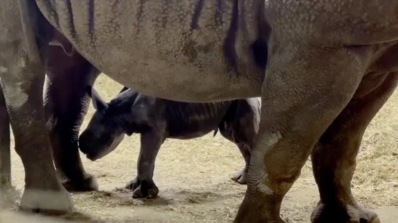 A newborn rhino calf under its mom's legs