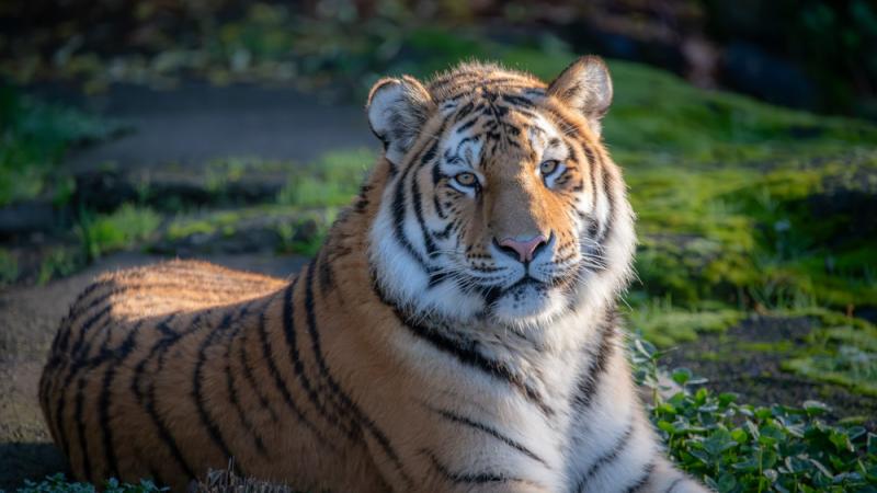 Amur tiger Luka sits outside