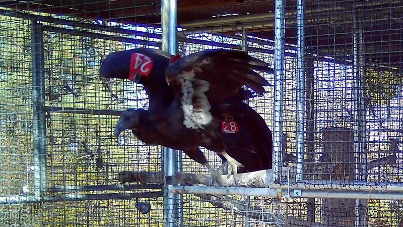 A zoo-reared condor perches near the exit of a release pen