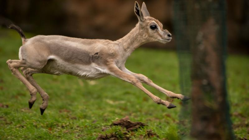 A gazelle jumps.