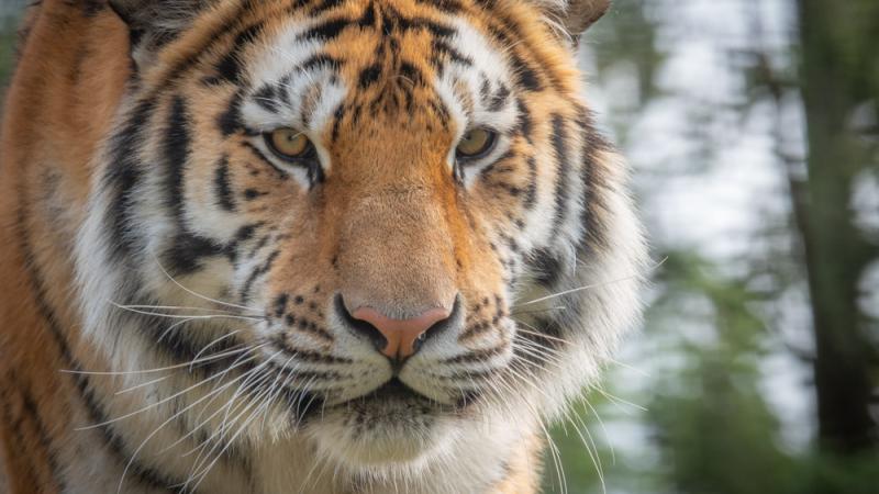 Amur tiger Dmitri