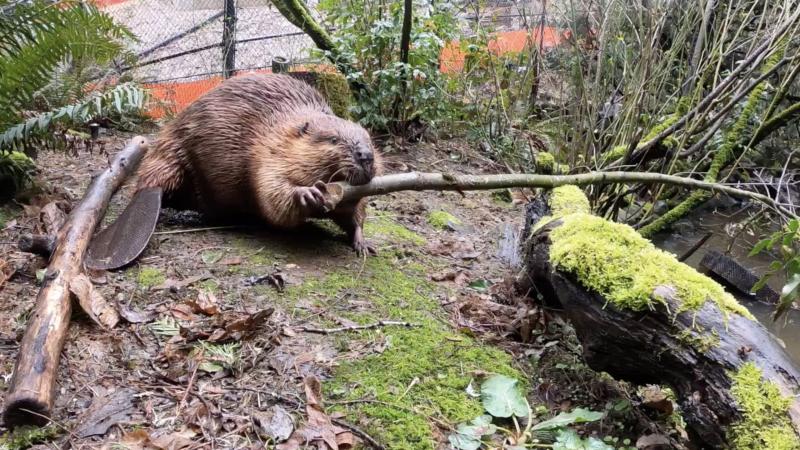 Filbert the beaver with a branch in his mouth