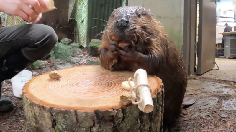 Filbert the beaver in front of a stump with snacks