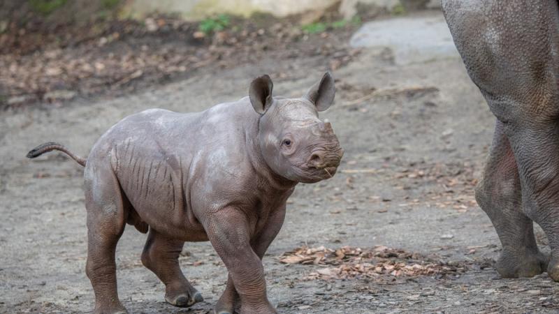 rhino calf walks outside