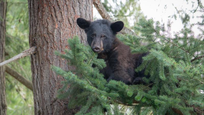 Black bear cub Thorn in a tree