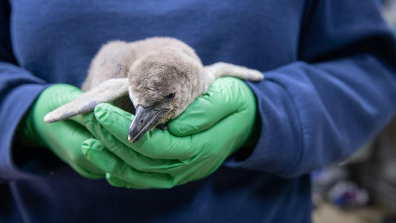 Penguin chick in a pair of gloved hands