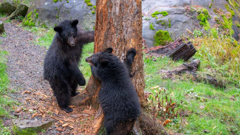 black bear cubs timber and thorn playing outside