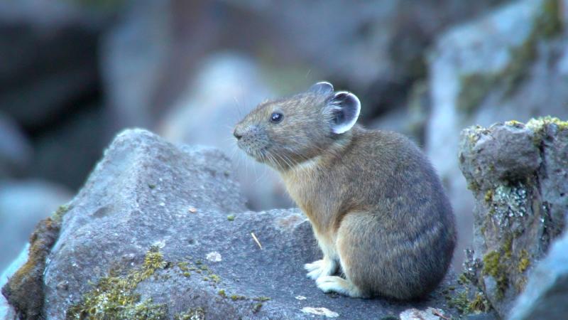 A pika on some rocks